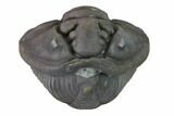 Wide Enrolled Flexicalymene Trilobite - Mt Orab, Ohio #144534-1